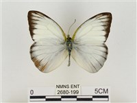 淡褐脈粉蝶藏品圖，第1張