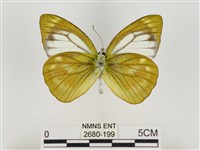 淡褐脈粉蝶藏品圖，第2張