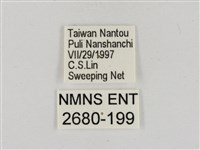 淡褐脈粉蝶藏品圖，第3張