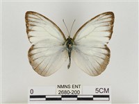 淡褐脈粉蝶藏品圖，第1張