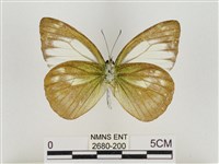 淡褐脈粉蝶藏品圖，第2張