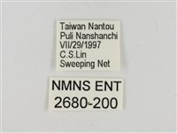 淡褐脈粉蝶藏品圖，第3張