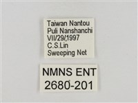 淡褐脈粉蝶藏品圖，第3張