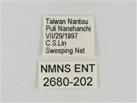 淡褐脈粉蝶藏品圖，第3張