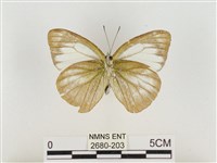 淡褐脈粉蝶藏品圖，第2張