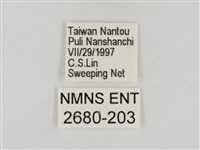 淡褐脈粉蝶藏品圖，第3張