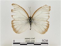 淡褐脈粉蝶藏品圖，第1張