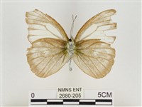 淡褐脈粉蝶藏品圖，第2張