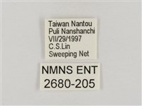 淡褐脈粉蝶藏品圖，第3張