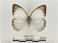 淡褐脈粉蝶藏品圖，第1張