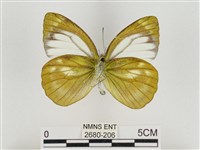 淡褐脈粉蝶藏品圖，第2張