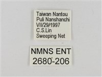 淡褐脈粉蝶藏品圖，第3張