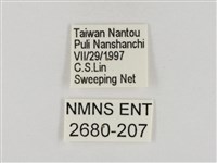淡褐脈粉蝶藏品圖，第3張