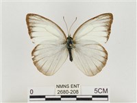 淡褐脈粉蝶藏品圖，第1張