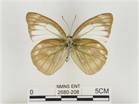 淡褐脈粉蝶藏品圖，第2張