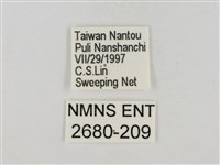 淡褐脈粉蝶藏品圖，第3張