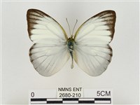 淡褐脈粉蝶藏品圖，第1張