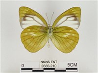 淡褐脈粉蝶藏品圖，第2張