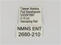 淡褐脈粉蝶藏品圖，第3張