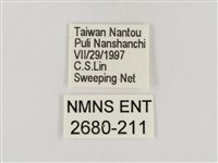 淡褐脈粉蝶藏品圖，第3張