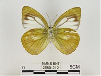 淡褐脈粉蝶藏品圖，第2張