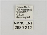 淡褐脈粉蝶藏品圖，第3張