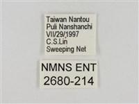 淡褐脈粉蝶藏品圖，第3張