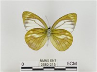 淡褐脈粉蝶藏品圖，第2張