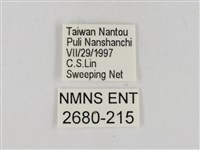 淡褐脈粉蝶藏品圖，第3張
