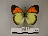 異粉蝶、雌白黃蝶藏品圖，第1張