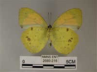 異粉蝶、雌白黃蝶藏品圖，第2張