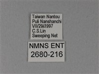 異粉蝶、雌白黃蝶藏品圖，第3張