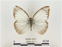 淡褐脈粉蝶藏品圖，第1張