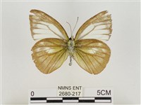 淡褐脈粉蝶藏品圖，第2張