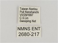 淡褐脈粉蝶藏品圖，第3張