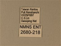 異粉蝶、雌白黃蝶藏品圖，第3張