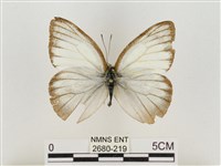 淡褐脈粉蝶藏品圖，第1張