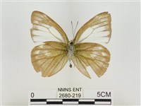 淡褐脈粉蝶藏品圖，第2張