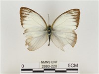 淡褐脈粉蝶藏品圖，第1張