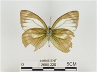 淡褐脈粉蝶藏品圖，第2張