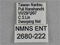 散紋盛蛺蝶藏品圖，第3張