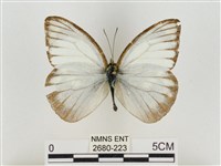 淡褐脈粉蝶藏品圖，第1張