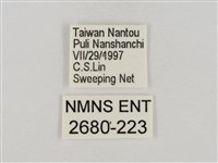 淡褐脈粉蝶藏品圖，第3張