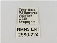 淡褐脈粉蝶藏品圖，第3張