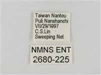 淡褐脈粉蝶藏品圖，第3張