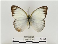 淡褐脈粉蝶藏品圖，第1張