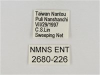 淡褐脈粉蝶藏品圖，第3張