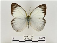 淡褐脈粉蝶藏品圖，第1張