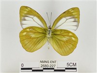 淡褐脈粉蝶藏品圖，第2張