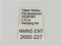 淡褐脈粉蝶藏品圖，第3張